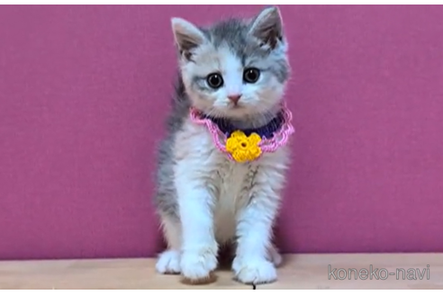 成約済の東京都のスコティッシュフォールド-100112の5枚目